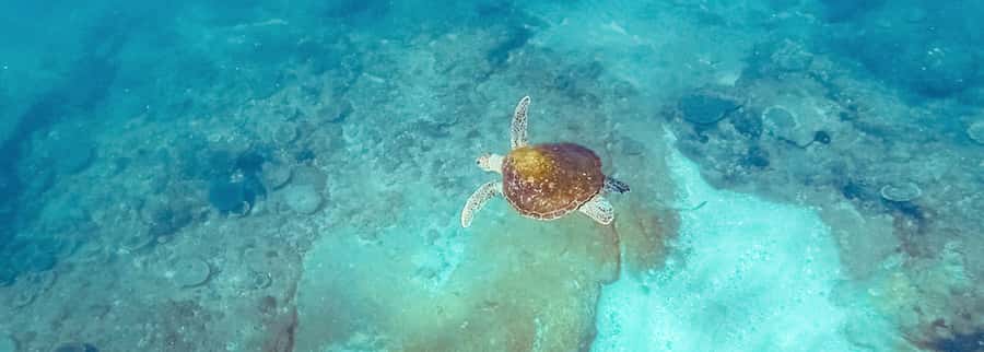 Mooloolaba: Snorkel with Turtles Mudjimba Island - Mudjimba Island reef: why this snorkel works