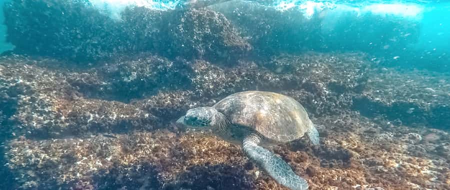 Mooloolaba: Snorkel with Turtles Mudjimba Island - Reef spotting cheat sheet: what you may see