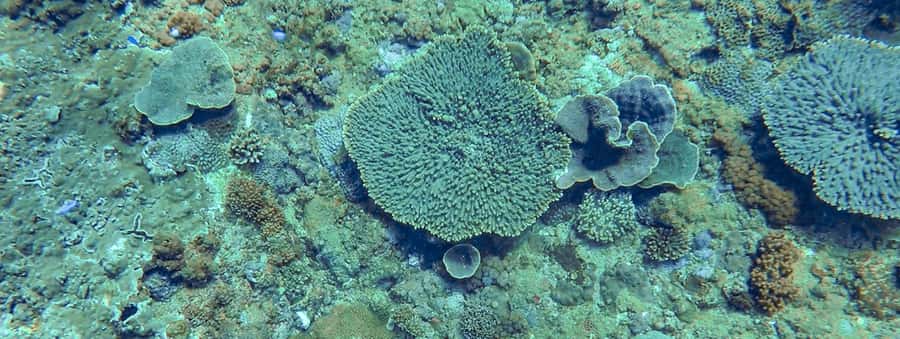 Mooloolaba: Snorkel with Turtles Mudjimba Island - What to bring (and what to skip)