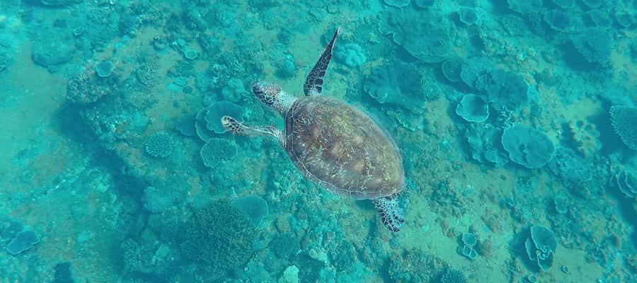 Mooloolaba: Snorkel with Turtles Mudjimba Island - Who this snorkel is best for