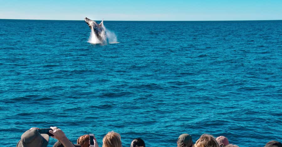 Mooloolaba: Whale Watching Cruise - Key things that make this tour click