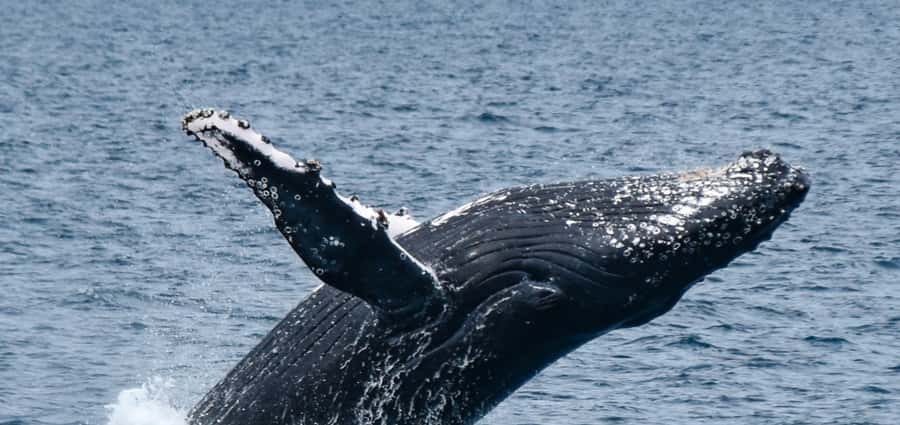 Mooloolaba: Whale Watching Cruise - Mooloolaba whale watching in 2 hours, the big idea