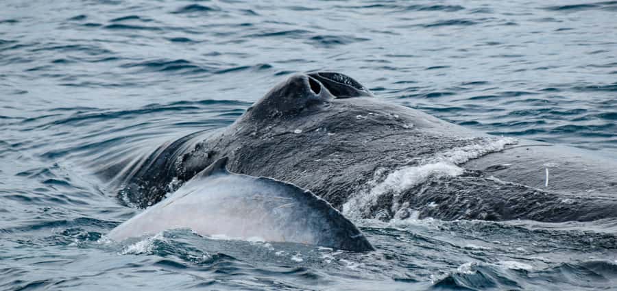 Mooloolaba: Whale Watching Cruise - Seeing whales below the surface with HD underwater cameras