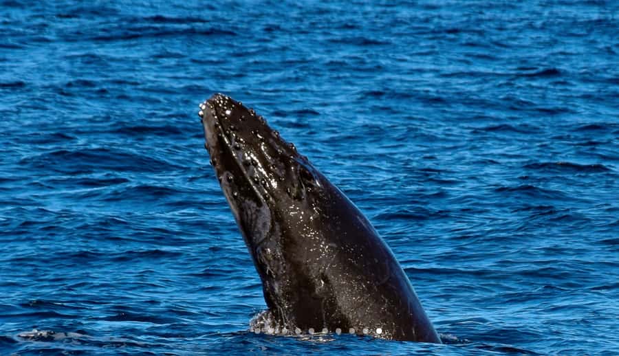 Mooloolaba: Whale Watching Cruise - The cruise rhythm, from The Wharf out to whale country