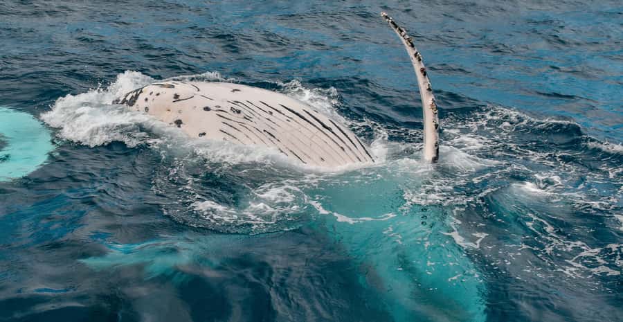 Mooloolaba: Whale Watching Cruise - What you might see besides humpbacks