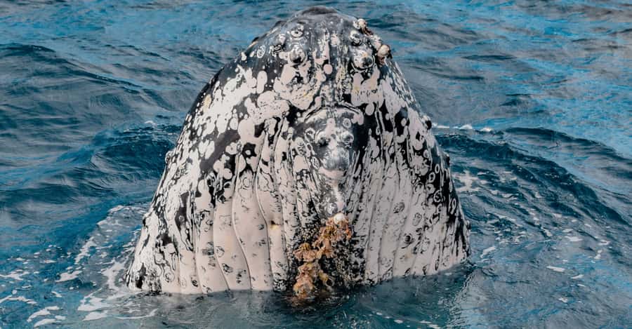 Mooloolaba: Whale Watching Cruise - Price and value: what $63 really buys you