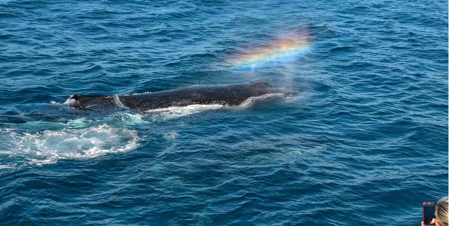 Mooloolaba: Whale Watching Cruise - What to bring so you enjoy the full 2 hours