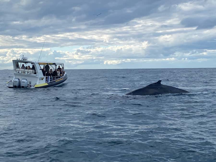 Mooloolaba: Whale Watching Cruise - Where it starts, parking, and avoiding last-minute stress