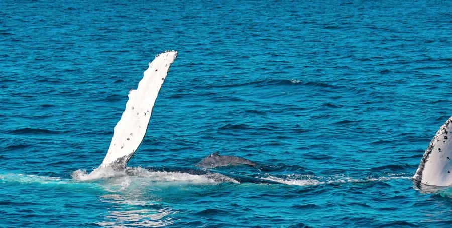 Mooloolaba: Whale Watching Cruise - Hearing the song through the hydrophone