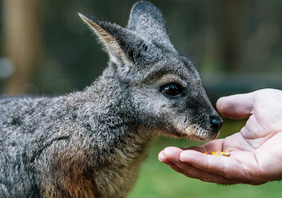 Moonlit Sanctuary Conservation Park Entry Ticket - Getting There From Melbourne, and What the Entry Ticket Covers