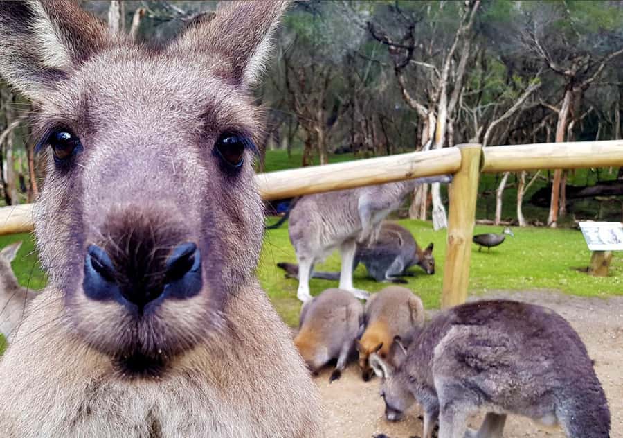 Moonlit Sanctuary Conservation Park Entry Ticket - How Moonlit Sanctuary’s Layout Helps You See More Natural Behavior