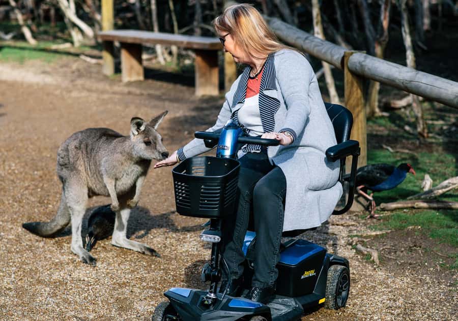 Moonlit Sanctuary Conservation Park Entry Ticket - Food, Shade, and the Practical Stuff That Can Make or Break the Day