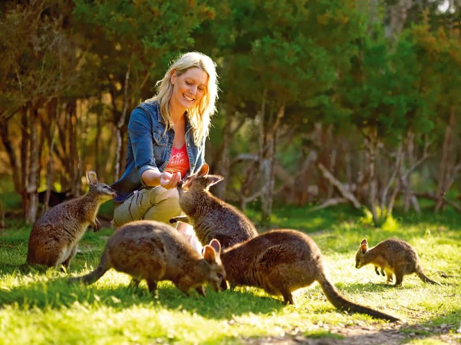 Moonlit Sanctuary Conservation Park Entry Ticket - First Stop: Free-Roaming Kangaroos and Wallabies (That You Can Actually Feed)
