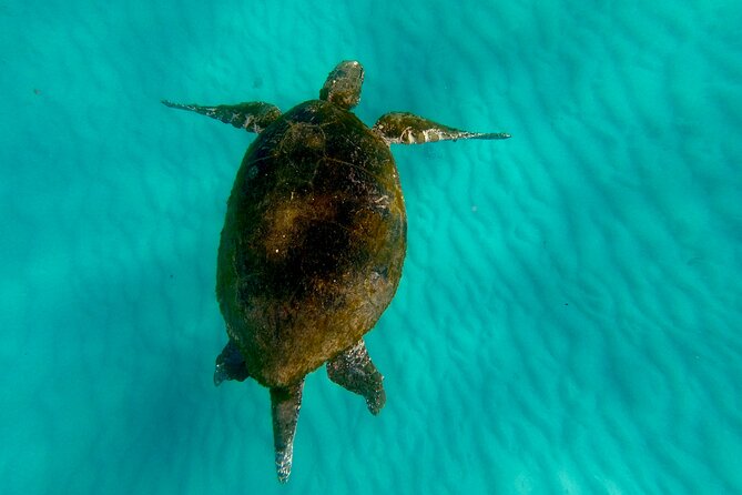 Moreton Island Day Trip (Kayak, Snorkel & Sandboard) frm Brisbane or Gold Coast - Transparent kayaks and bodyboards: seeing fish from above