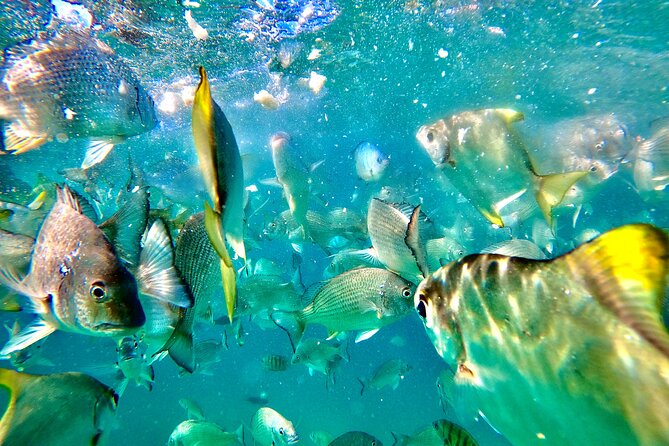 Moreton Island Day Trip (Kayak, Snorkel & Sandboard) frm Brisbane or Gold Coast - The pace problem: how to know if this tour fits you