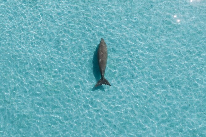 Moreton Island Eco Marine Safari Cruise and Snorkel - Marine safari on the water: the wildlife your guide helps you spot