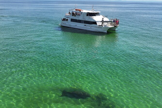 Moreton Island Eco Marine Safari Cruise and Snorkel - What’s included, what’s not, and how the meals add real value