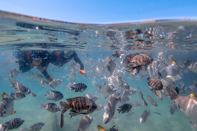 Moreton Island Eco Marine Safari Cruise and Snorkel - Snorkeling requirement tips that keep you safe and make it fun