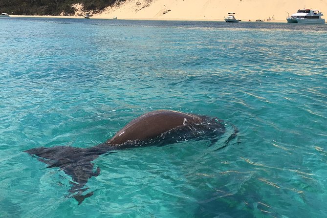 Moreton Island Eco Marine Safari Cruise and Snorkel - Getting to Newport and starting at 7:30 am