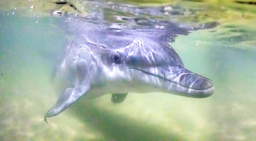 Moreton Island: Tangalooma ATV Quad Bike & Dolphin Feeding - From 220 Holt St to Tangalooma: the Moreton Bay cruise