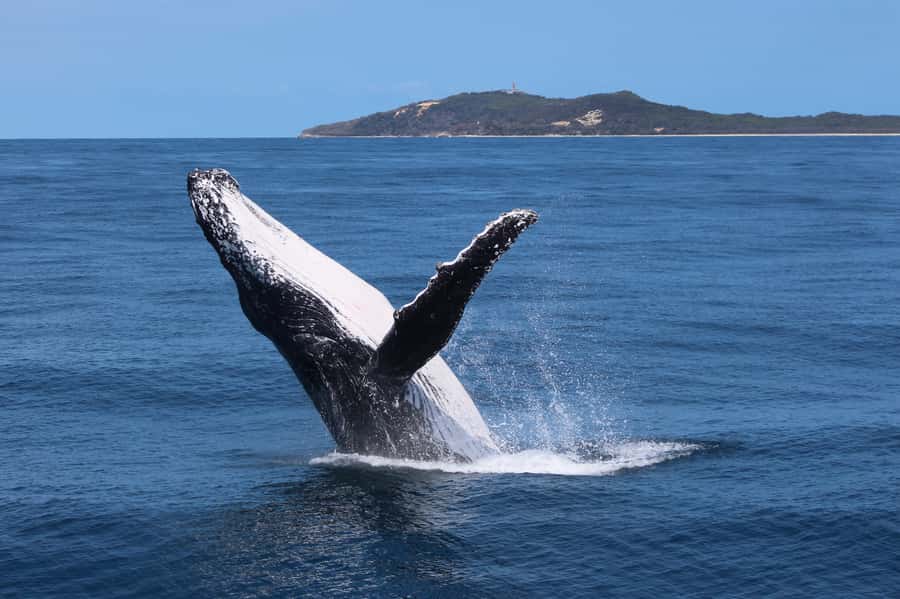 Moreton Island: Tangalooma Day Trip & Whale Watching Cruise - Why humpback whales off Moreton Island are such a draw