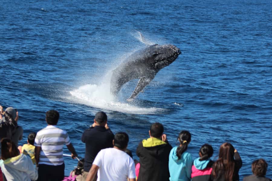 Moreton Island: Tangalooma Day Trip & Whale Watching Cruise - The Eco Ranger and the Eco Centre dolphins show at 3:15 PM
