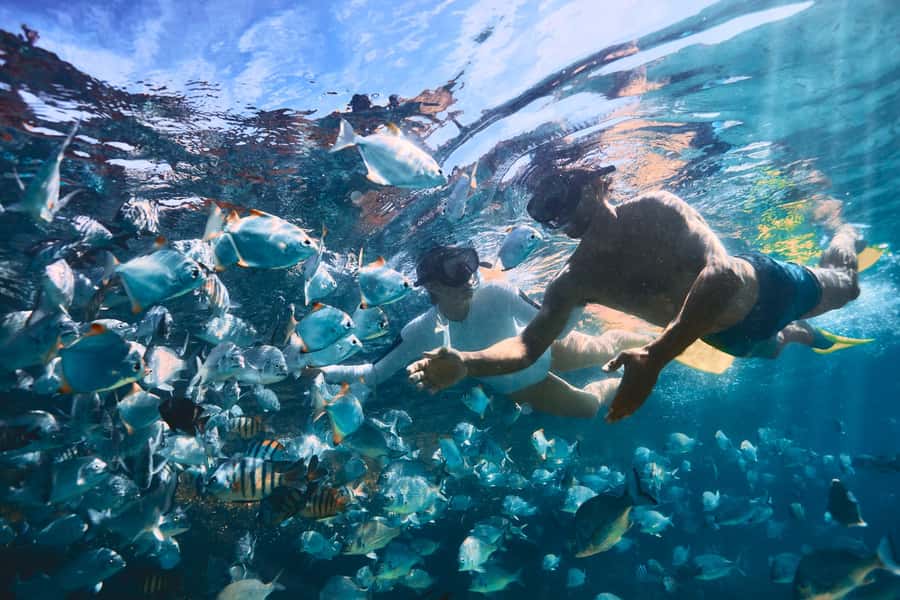 Moreton Island: Tangalooma Snorkeling Tour & Dolphin Feeding - Group size, wait times, and weather realities (the stuff that actually affects your day)
