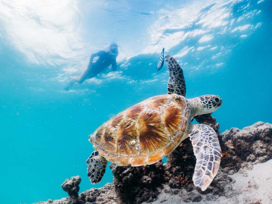 Moreton Island: Tangalooma Snorkelling with Dolphin Viewing - Should You Book This Moreton Island Tour?