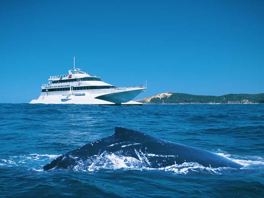 Moreton Island: Tangalooma Whale Watching & Dolphin Feeding - Key things worth noting