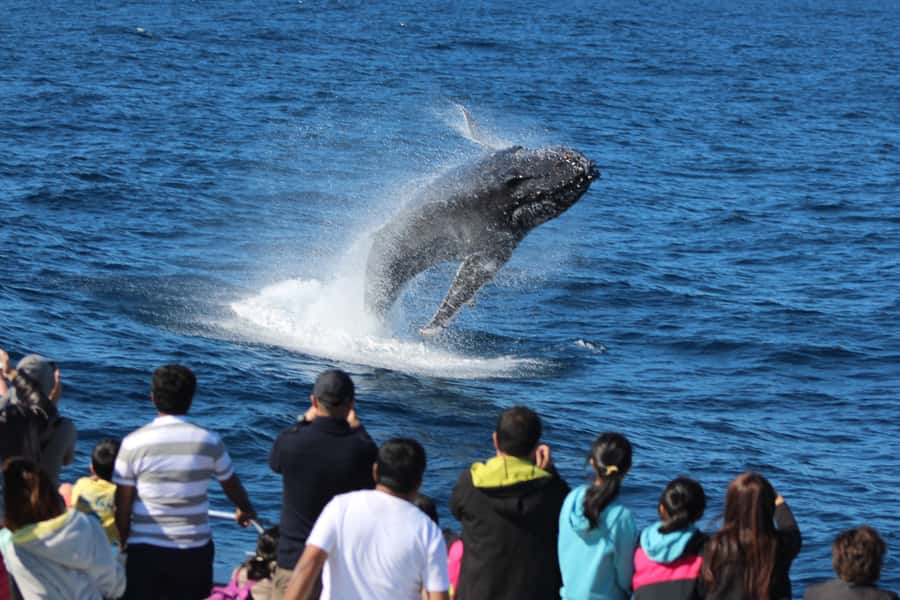 Moreton Island: Tangalooma Whale Watching & Dolphin Feeding - Eco Centre time at 3:15, learning about whales and dolphins