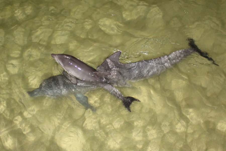 Moreton Island: Tangalooma Whale Watching & Dolphin Feeding - Who this trip is best for, and who should think twice