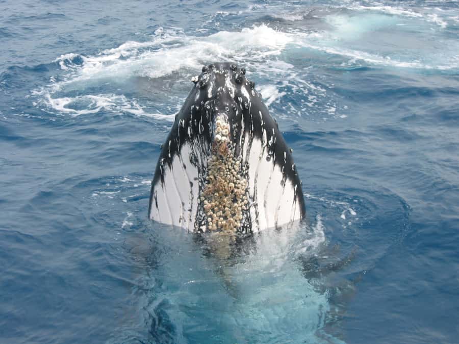 Moreton Island: Tangalooma Whale Watching & Dolphin Feeding - The whale watching cruise at midday, why it’s the heart of the day