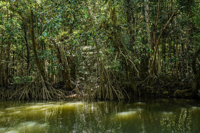Morning Daintree Tour with River Cruise from Port Douglas - Morning Tea With Lamingtons: More Than a Snack Break