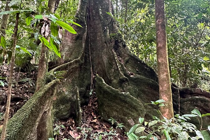 Mossman Gorge Daintree Experience Small Groups - Mossman Gorge Cultural Centre: induction, shuttle into the gorge, and time to experience it