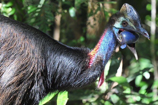 Mossman Gorge Daintree Experience Small Groups - Rex Lookout: one last coral sea view before the drive back