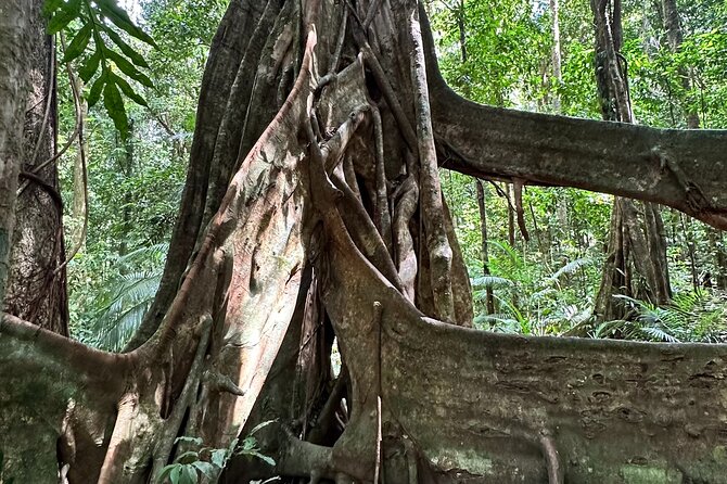Mossman Gorge Daintree Experience Small Groups - What you actually get for $190.07, and why it is not just the cruise