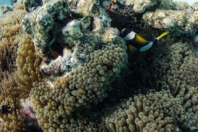 Muiron Island Diving Tour - Why Ningaloo and Muiron make a strong full-day combo