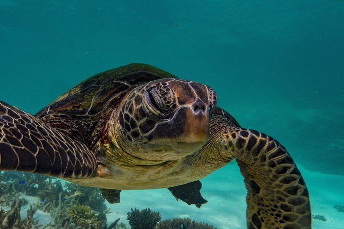 Muiron Island Diving Tour - Two scuba sessions at different locations: how to get the most out of them