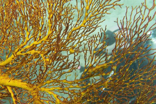 Muiron Island Diving Tour - Gear, health checks, and who should think twice