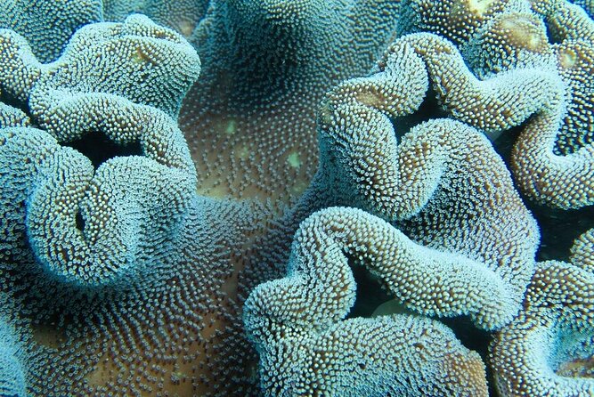 Muiron Island Diving Tour - Who this tour is best for (and who might skip it)
