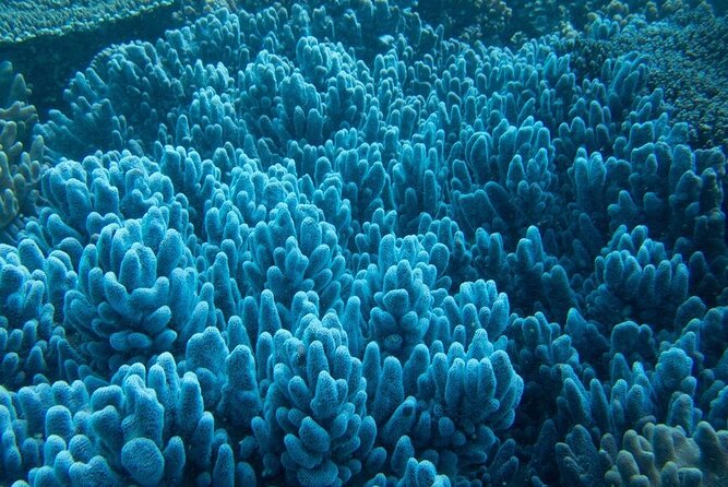Muiron Island Diving Tour - Boat day logistics: starting at 7:30 am in Exmouth