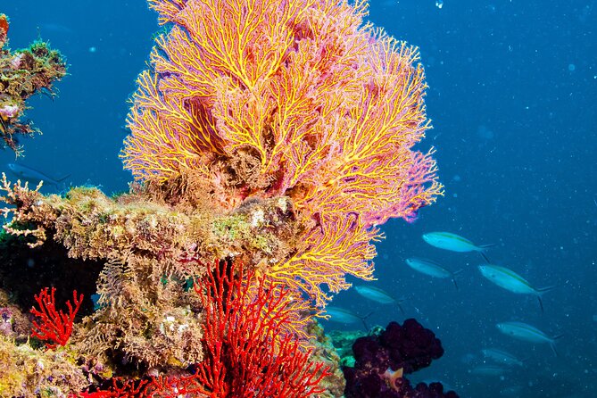 Muiron Islands Snorkeling in Exmouth - Key things to know before you go