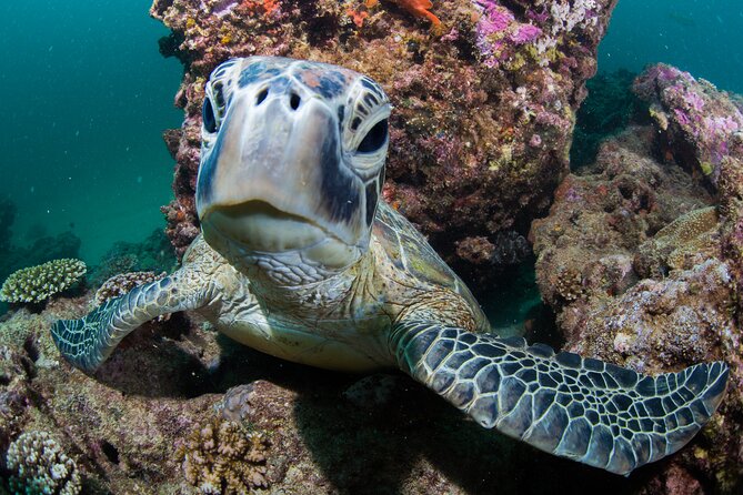 Muiron Islands Snorkeling in Exmouth - Snorkeling setup: gear included, guides in charge