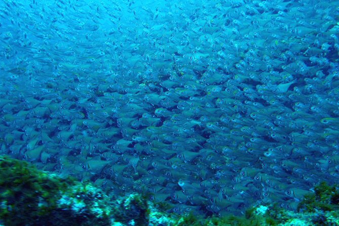 Muiron Islands Snorkeling in Exmouth - Around the coral bombies: what you’ll actually see
