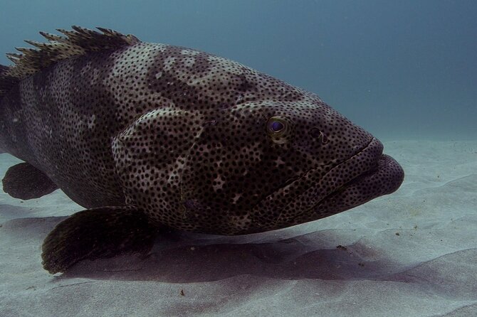 Muiron Islands Snorkeling in Exmouth - Crew and safety: why names keep coming up