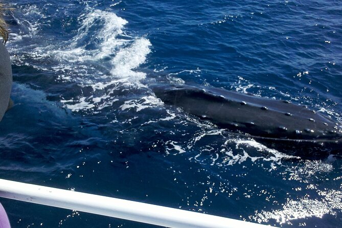 Muiron Islands Snorkeling in Exmouth - Who this snorkeling trip is best for