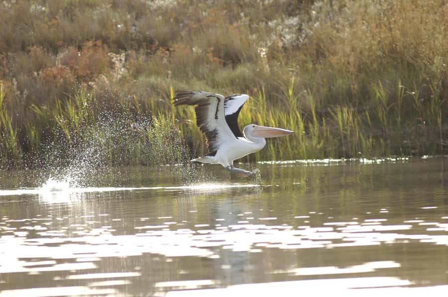 Murray River Highlights and Luncheon Cruise - The Adelaide coach ride: comfortable, but watch the seat comfort