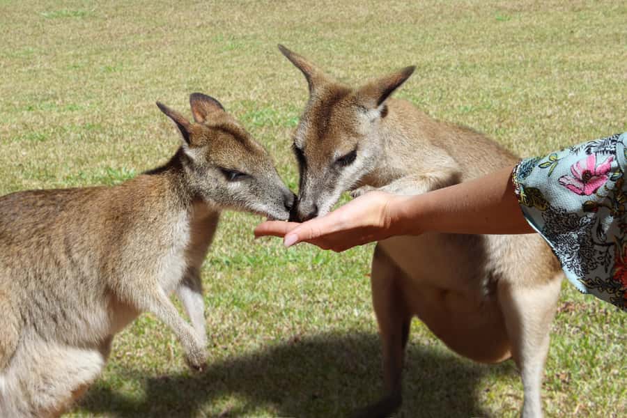 N. Queensland: Kuranda Rainforest Full-Day Tour - Tropical Treats and the Little Breaks That Make the Day Feel Human