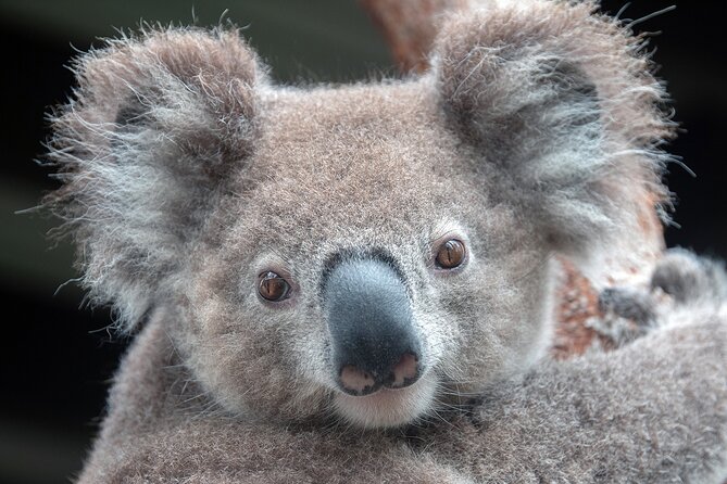 Nature and Wildlife: Australia in One Day - Private Tour - Key highlights worth booking for