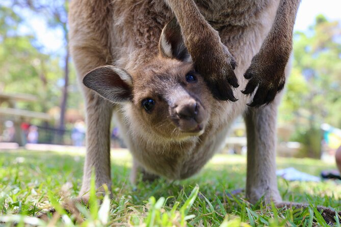Nature and Wildlife: Australia in One Day - Private Tour - Why a private, wildlife-forward day makes sense in Sydney